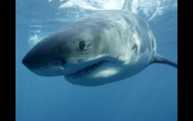 Los ataques de tiburones fueron reportados en la isla de Oahu. AP / ARCHIVO