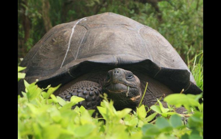 La identificación se esta nueva especie aumentará los esfuerzos para proteger y restaurar la población de tortugas. TWITTER / @parquegalapagos