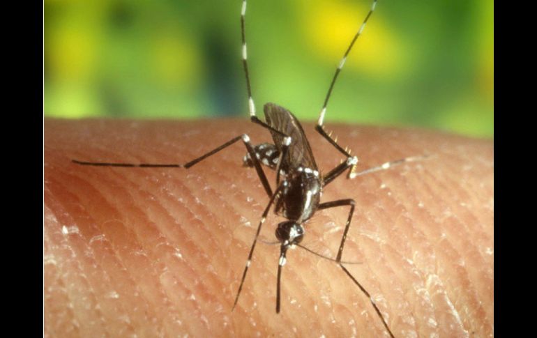 De acuerdo con cifras de la OMS, en el mundo cada año entre 50 millones y 100 millones de personas se infectan de dengue. EL INFORMADOR / ARCHIVO