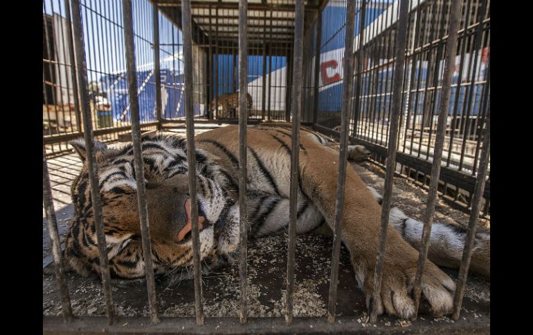 El lugar donde vivía el tigre ya había sido amonestado por no acreditar la legal procedencia de las especies que ahí residen. EL INFORMADOR / A. Hernández