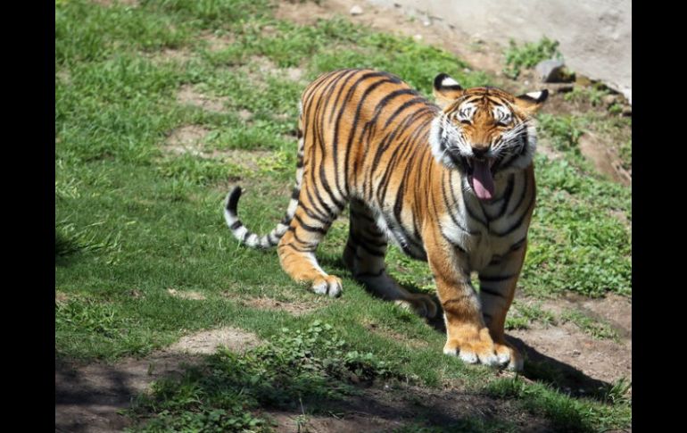 La funcionaria ratifica que existen dos denuncias de propietarios de ranchos por la muerte de reses atacadas por el tigre. EL INFORMADOR / ARCHIVO