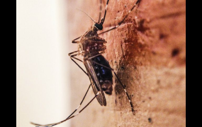 El virus presenta síntomas similares al dengue y el chikunguña, tales como dolores musculares y en las articulaciones. EL INFORMADOR / ARCHIVO