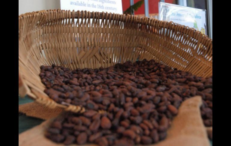 El cacao es conocido por sus efectos antioxidantes, antiinflamatorios y reduce la presión arterial sistólica. EFE / ARCHIVO