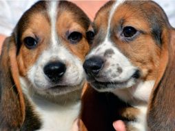 Los cachorros son una mezcla de beagle, labrador y cockes spaniel. ESPECIAL / vet.cornell.edu