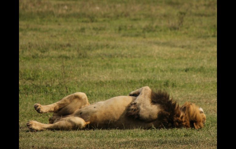 El envenenamiento de los leones ha conmocionado a los conservacionistas. AP / ARCHIVO