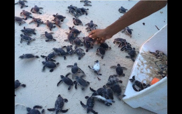 En días pasados, más de 888 mil 300 crías de tortuga fueron liberadas en Cancún. EL INFORMADOR / ARCHIVO