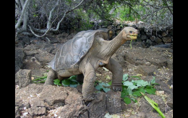El programa de reproducción ha permitido que unas cinco mil tortugas gigantes se hayan reproducido en cautiverio. EFE / ARCHIVO