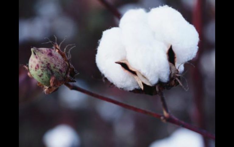 Los flavonoides provenientes de la flor del algodón mejoraron la memoria de ratones con demencia. NTX / ARCHIVO
