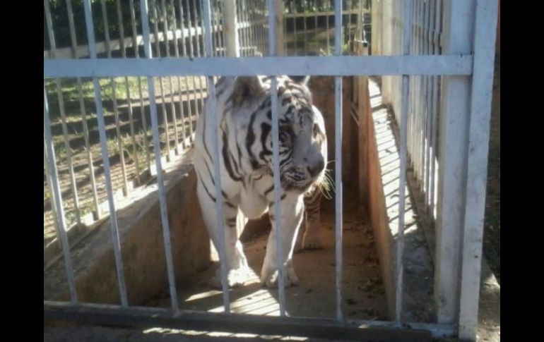 Entre los ejemplares asegurados se encuentra un tigre de bengala blanco. TWITTER / @PROFEPA_Mx