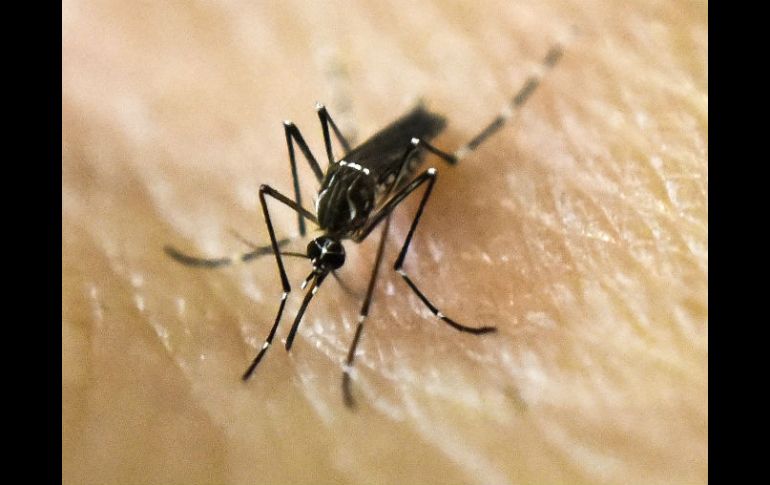 Se transmite mediante picaduras de la misma clase de mosquitos que pueden propagar otras enfermedades tropicales. AP / L. Robayo