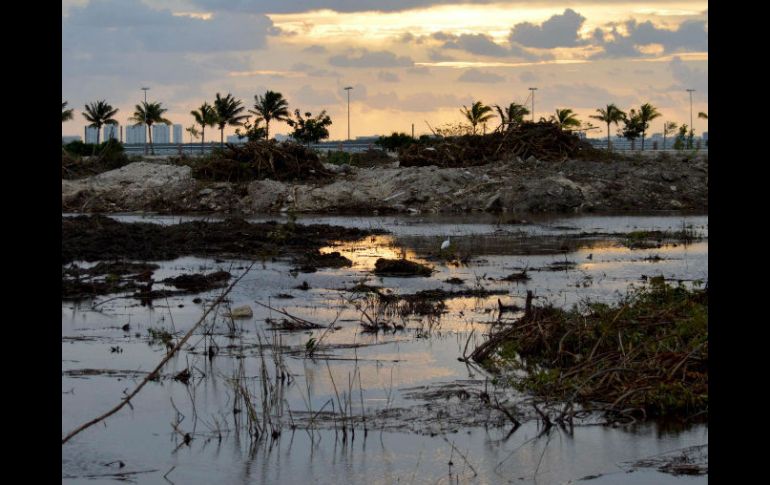 El titular de la Semarnat asegura que la Profepa realizó una inspección a los manglares y no hallaron especies muertas. AFP / E. Ruiz