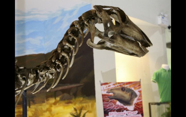 El nuevo ejemplar se ha erigido como la pieza central del Museo de Fósiles de Khorat. EFE / N. Caballero