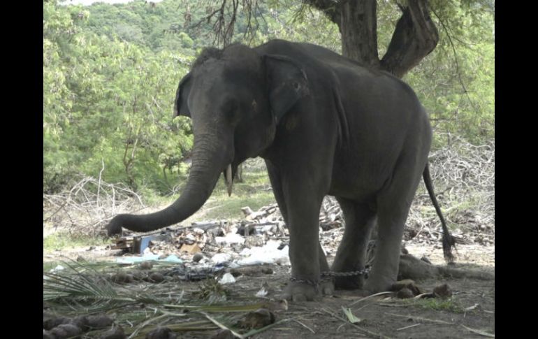 El elefante, llamado Rambo y apodado ''Golf'', tendrá 15 días de descanso y luego será trasladado a otras instalaciones de la compañía. AP / S. Thani
