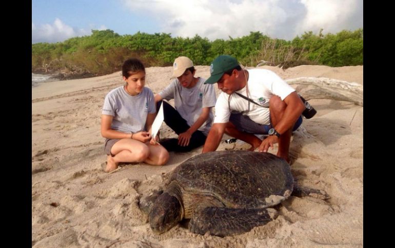 Para la protección de las tortugas se realizan permanentes programadas de limpieza. TWITTER / @parquegalapagos