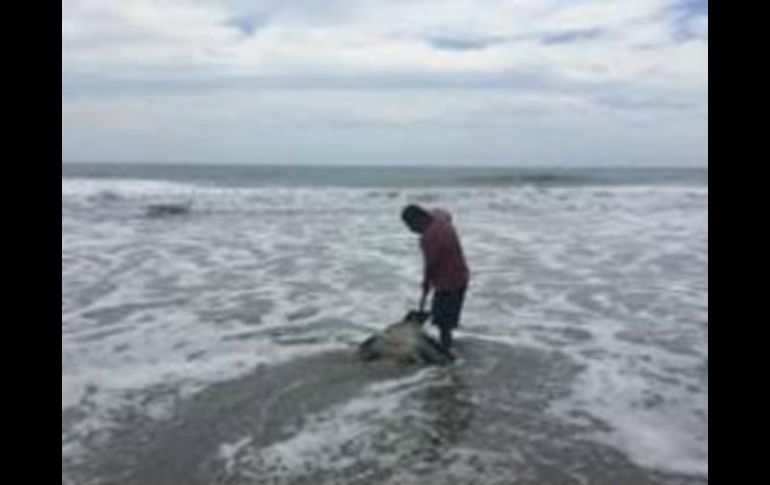 Los animales muertos fueron enterrados en la playa  de Chacahua para evitar factores infecciosos. TWITTER / @PROFEPA_Mx