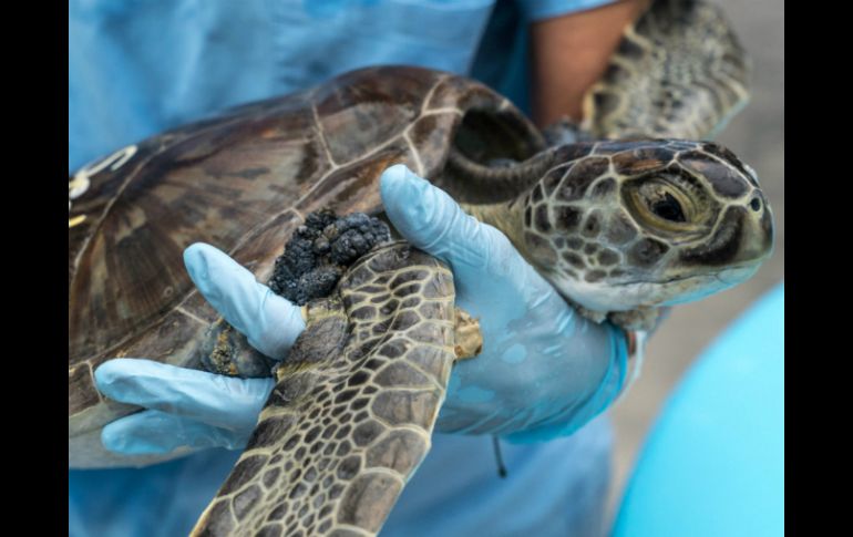 Cada tortuga puede requerir varias operaciones para remover todos los tumores, que cubren sus cuellos, vientres y ojos. AFP / P. Cozzaglio