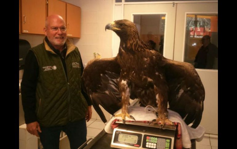 El águila real se encuentra en estatus de amenazada. TWITTER / @PROFEPA_Mx