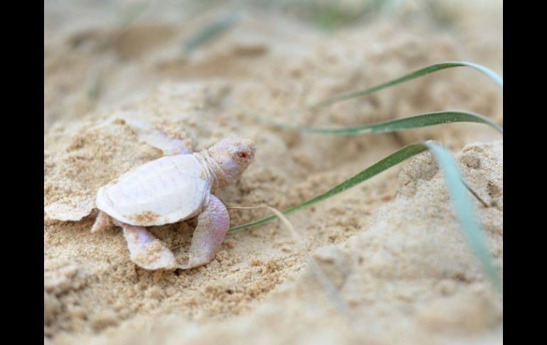 La pequeña albina de aproximadamente cinco centímetros de diámetro es la primera que ha sido vista en la costa de Coolum. FACEBOOK / Coolum District Coast Care