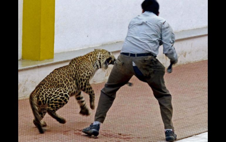 En los últimos años, se han producido en el país varios ataques de leopardos y tigres a personas. EFE /