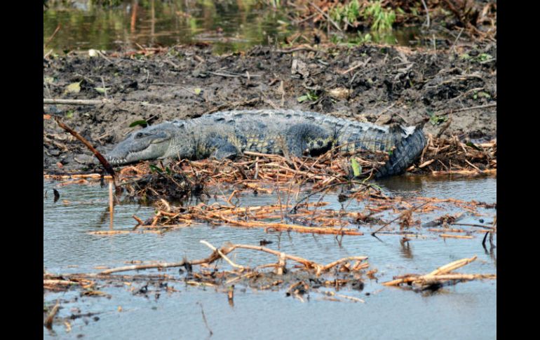Fonatur tiene la obligación de rescatar y reubicar a los cinco cocodrilos que habitan el manglar de Tajamar. AFP / ARCHIVO