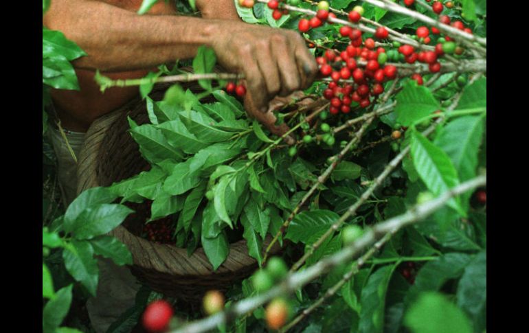 La producción de café genera empleos para los habitantes que no pueden salir de la comunidad. AP / ARCHIVO