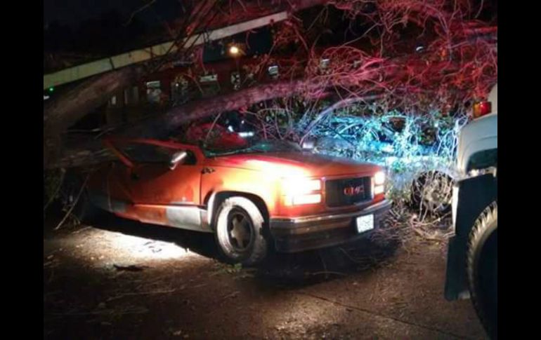 El árbol cayó sobre vehículos que circulaban en avenida Colón a la altura de Reyes Católicos. ESPECIAL /