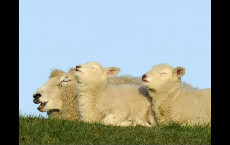 Según Sebastián Gogorza, la oveja posee un útero similar al de las mujeres. EL INFORMADOR / ARCHIVO