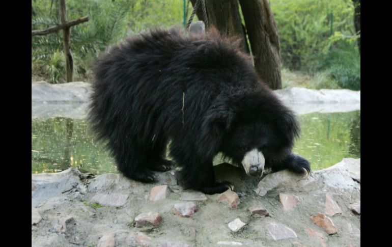 En la región de Mahasamund, donde se produjo el drama, viven centenas de osos perezosos. AFP / M. Romana