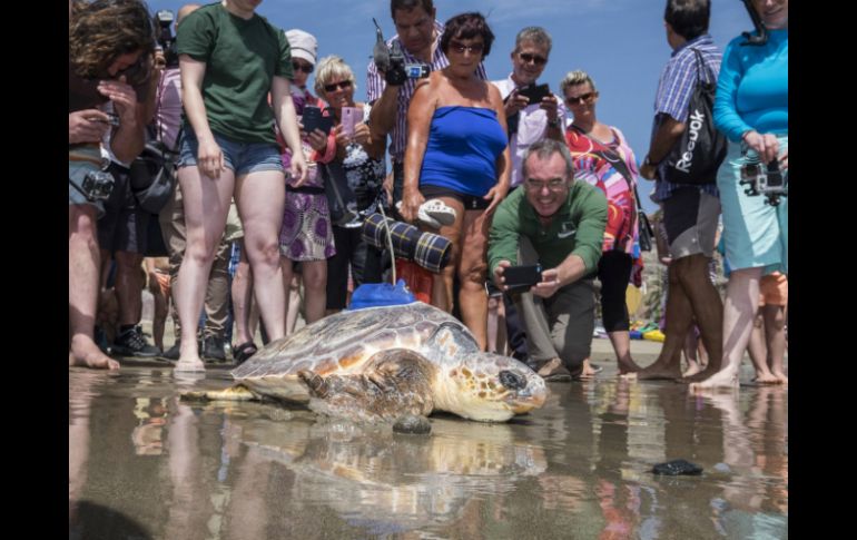 El ejemplar de 23 kilos es el único superviviente de un grupo de tortugas bobas que vararon en enero en una isla británica. EFE / A. Medina