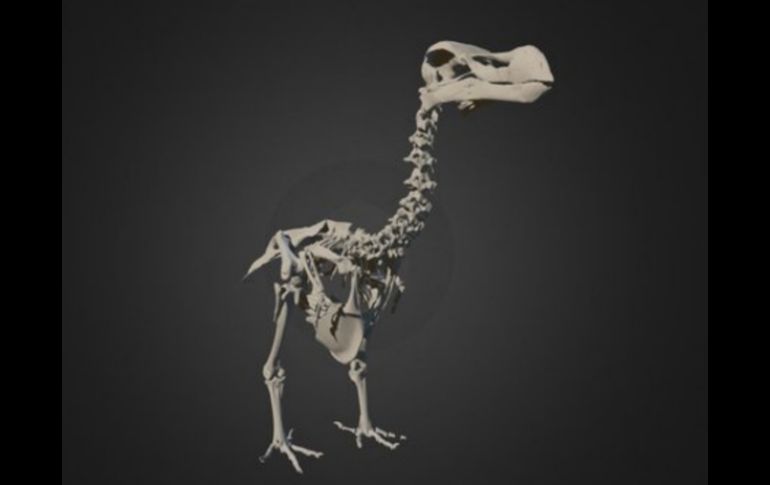 El atlas es el primero que muestra las proporciones relativas exactas del animal con algunos huesos previamente desconocidos. ESPECIAL / vertpaleo.org/