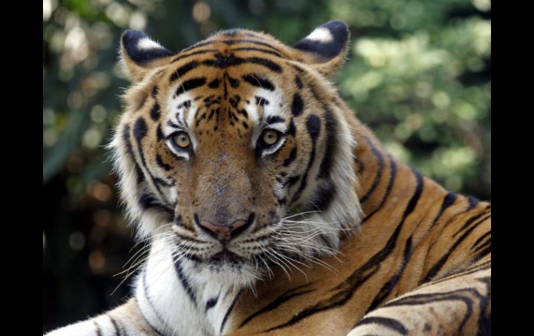 Gobiernos de diferentes países se comprometieron a duplicar la cantidad mundial de tigres salvajes para 2022. EFE / R. Yongrit