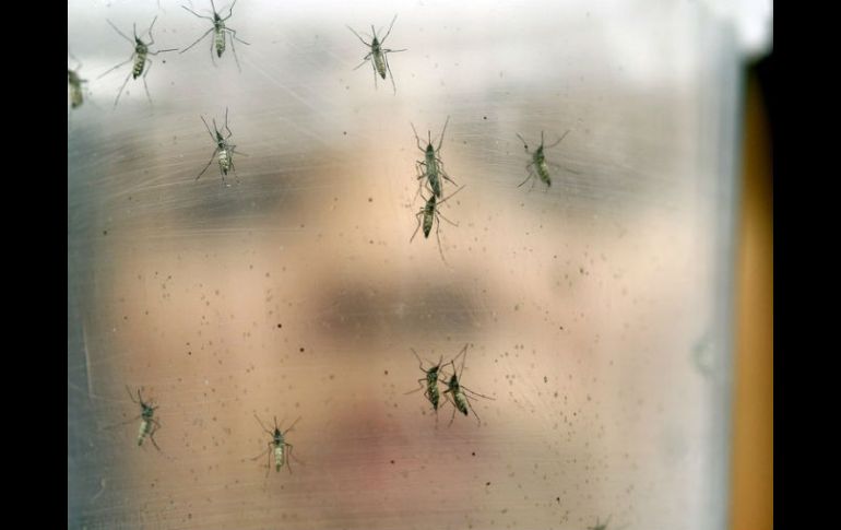 En Brasil se han registrado 1.5 millones de casos de zika. AP / ARCHIVO