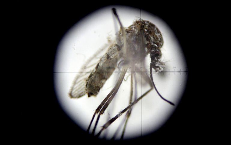 Se trata de las primeras cifras oficiales de zika que ofrecen las autoridades brasileñas. EFE / L. Muñoz