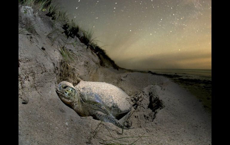 La temporada de arribazón de tortugas lora generalmente es en abril, mayo y junio, considerados más importantes. NTX / ARCHIVO