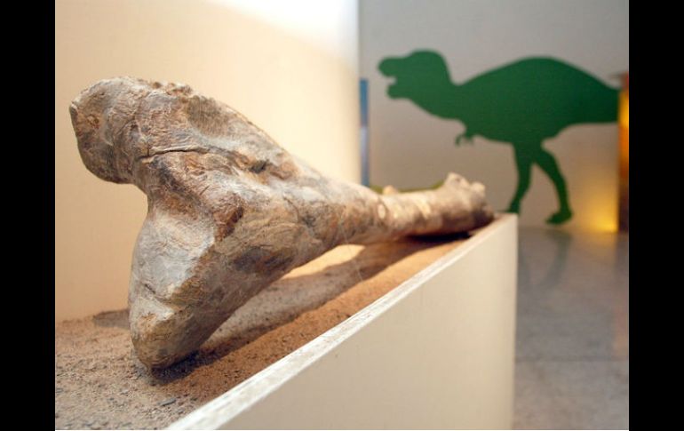 Los fósiles serán trasladados al Museo de Historia Natural de Carnegie, en EU. EL INFORMADOR / ARCHIVO