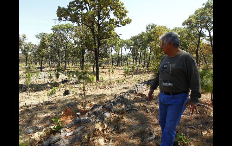 Teódulo Franco Martínez, director de Restauración y Conservación en el Área de Protección de Flora y Fauna, muestra un pino de 4 años. EL INFORMADOR / E. Barrera