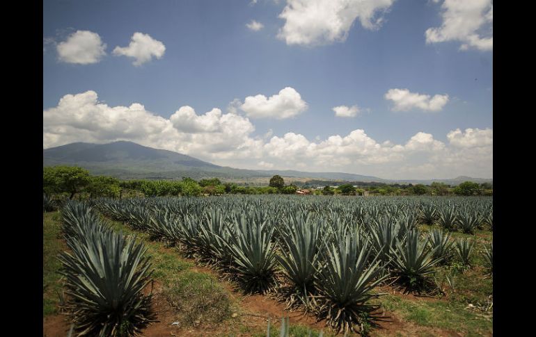 Para obtener la bebida, se utilizaron 322.3 mil toneladas de agave tequilana Weber, conocido como agave azul. EL INFORMADOR / ARCHIVO