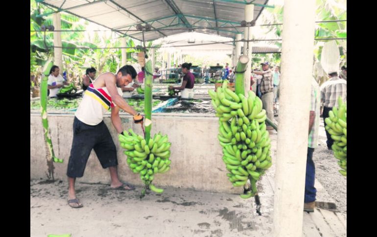 El Gobierno ayudó al empresario tras el paso de Patricia; ahora produce 300 toneladas de plátanos a la semana. EL INFORMADOR / G. Jáuregui