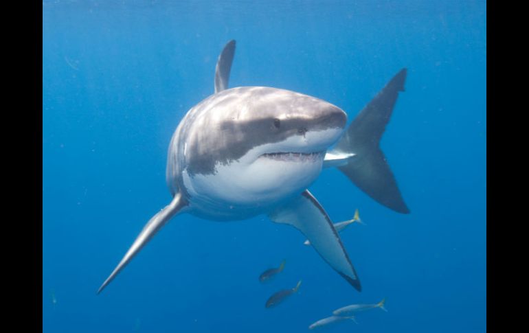 El tiburón medía aproximadamente tres o cuatro pies (entre 90 y 120 centímetros). EL INFORMADOR / ARCHIVO