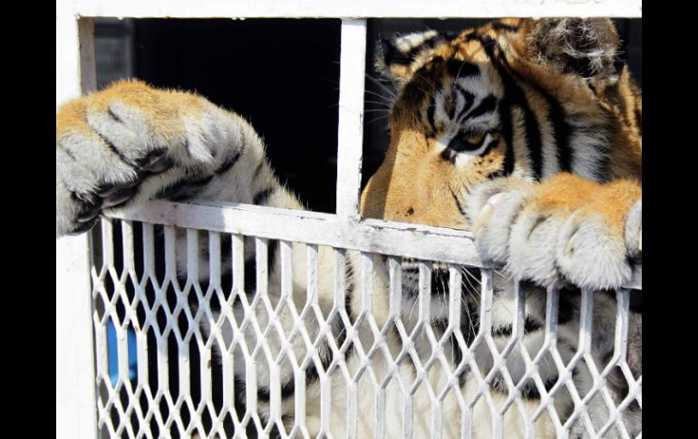 El tigre de bengala se encuentra albergado en el Zoológico Wamerú en Querétaro. EFE / ARCHIVO