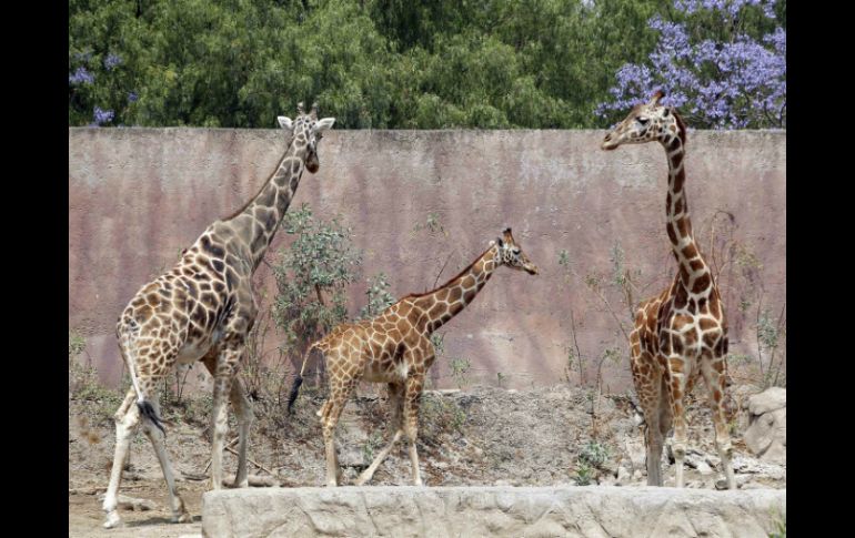 Mil 500 animales habitan el zoológico argentino, los cuales serán reubicados. SUN / A. Ojeda