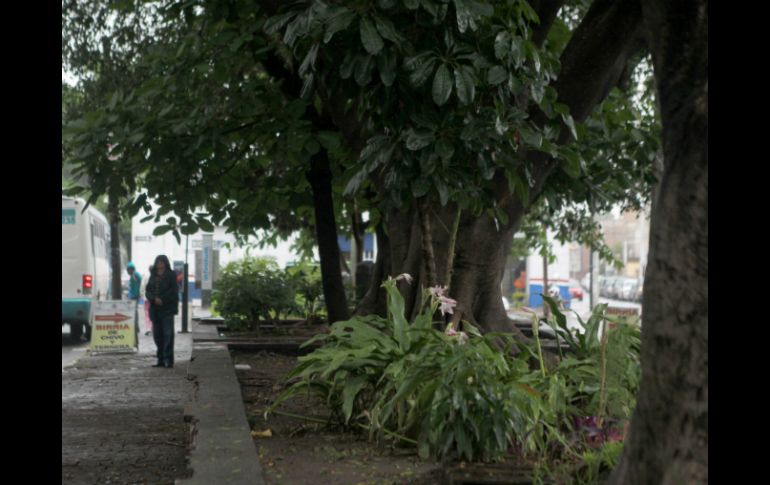 El Ayuntamiento tapatío detectó dos mil árboles que están en riesgo de caerse en distintos puntos del municipio. EL INFORMADOR / A. Hinojosa