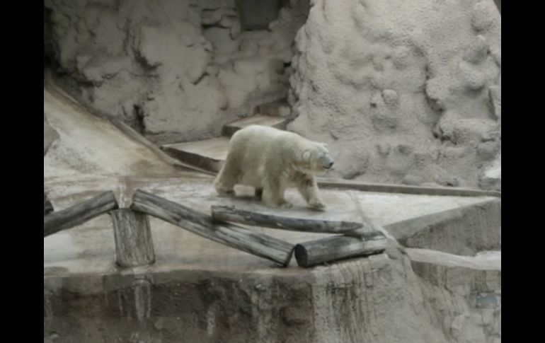 Arturo era el único oso polar en cautiverio de Argentina tras la muerte en 2012 de su pareja. AP / ARCHIVO
