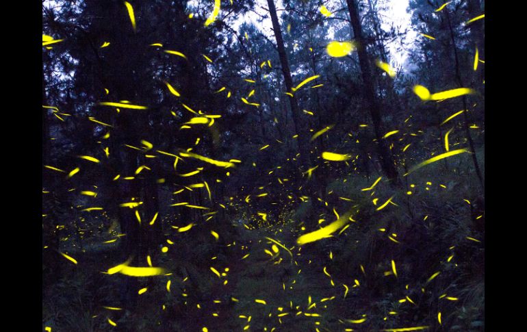 Cada año, durante junio, julio y agosto,miles y miles de luciérnagas buscan reproducirse. NTX / ARCHIVO
