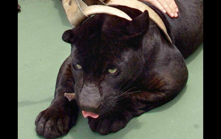 Actualmente la pantera negra, una variante del jaguar, es considerada una especie amenazada. AFP / ARCHIVO