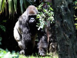 La muerte de 'Bantú' se suma a una serie de fallecimientos de animales en cautiverio que habitan los zoológicos capitalinos. SUN / ARCHIVO