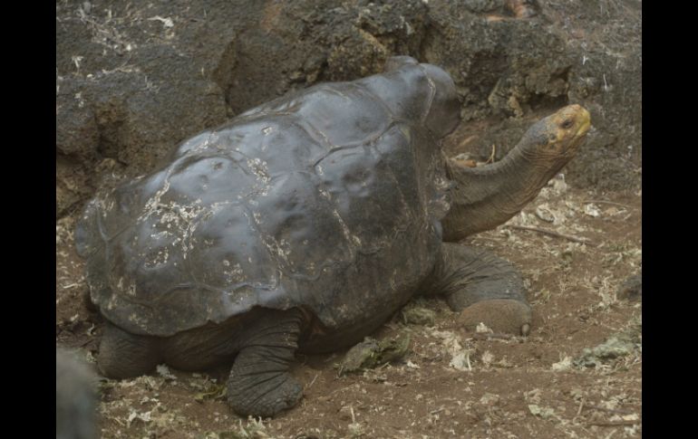 Diego  tiene más de 100 años y comparte con seis hembras un corral del centro de crianza de tortugas terrestres. AFP / R. Buendía