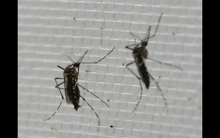 Miami ha sido la zona más afectada por los casos notificados de zika. AP / ARCHIVO