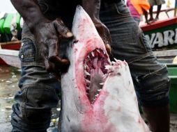 La Convención CITES se pronunciará  sobre una propuesta para añadir 13 especies de tiburones y rayas a regulación de comercio. AFP / S. Kambou