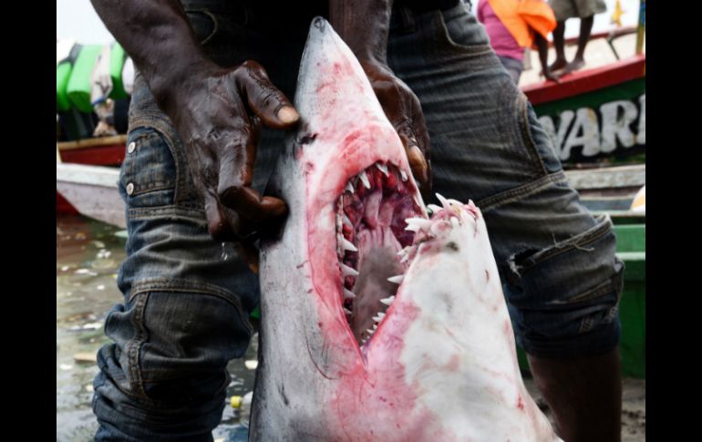 La Convención CITES se pronunciará  sobre una propuesta para añadir 13 especies de tiburones y rayas a regulación de comercio. AFP / S. Kambou
